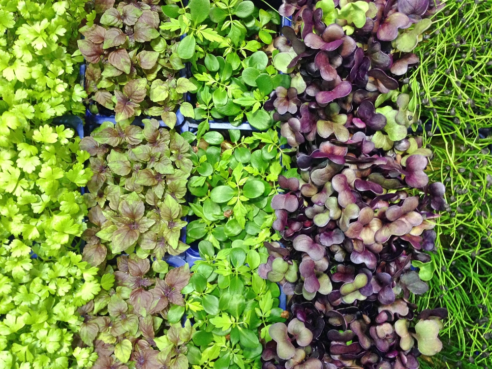 A Step By Step Guide To Growing Microgreens
